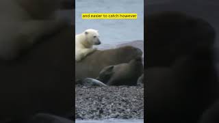 Polar Bear vs Walrus – A Battle of Titans in the Arctic [upl. by Aikaz]