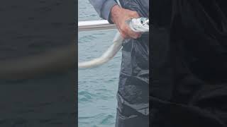 garfish fishing trending islandlifefishing ofwlife catchingfish amazing [upl. by Groark]