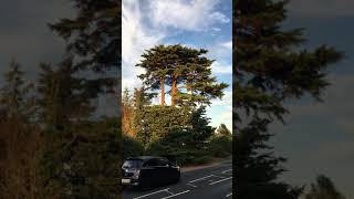 Deodar cedar Cedrus deodara  tree  August 2018 [upl. by Aufa]