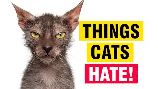 11 Things Cats Hate the Most [upl. by Ylicic594]