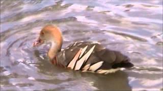 Plumed Whistling Duck 2 [upl. by Iden]