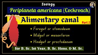 Periplaneta americana cockroach  Alimentary Canal  Part 2  Zoology  B Sc Ist Year [upl. by Emmalynn]