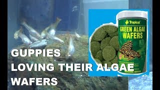 guppies eating an algae wafer [upl. by Haisa]