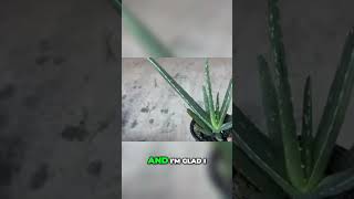 Inside Gardening Potting Aloe Vera for Maximum Growth [upl. by Sihon]