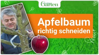 Schritt für Schritt Apfelbaum richtig schneiden  Gartentutorial für gesunde Früchte [upl. by Nelleus377]