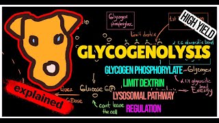 Glycogenolysis pathway Regulation of Glycogen breakdown Lysosomal pathway [upl. by Shlomo602]