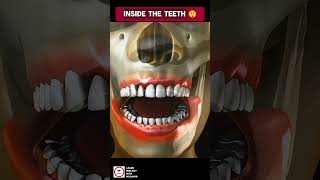 An Introduction to TEETH 🦷 shorts [upl. by Halik]