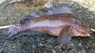 Greenling Off The Breakwater  Fishing Victoria BC [upl. by Assirrak]