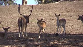 Fallow Deer Buck Mounting Does During The Rut Trims [upl. by Marv]