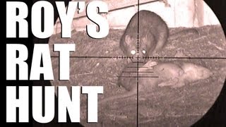 Fieldsports Britain  Roys rat hunt [upl. by Kcinnay953]