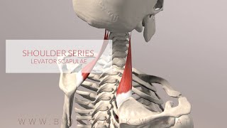 Levator Scapulae Shoulder Series Part 3 3D Animation [upl. by Slaohcin]