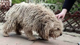 YOU WONT BELIEVE how this DOG looks before shaving all this matted fur we paid for shaving him [upl. by Ecirtaed923]