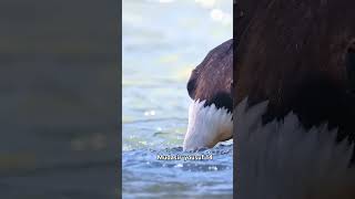 DENTAL HYGIENEAfter feeding bald eaglesalways clean their beaks ytshorts shorts [upl. by Kirtap]