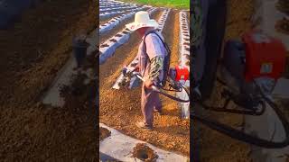 The process of using a manual lawn mower for planting seedlings [upl. by Bronwyn]