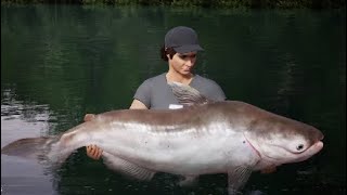 Fishing Sim World  Mekong Catfish Gillhams fishing resorts in Thailand [upl. by Bornie773]