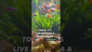 Live Feeding Tropical Fish Rainbowfish Aquarium [upl. by Genna]