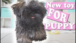 Puppy Plays His New TOY  Imperial Shih Tzu  My 200th Video [upl. by Eelyahs]