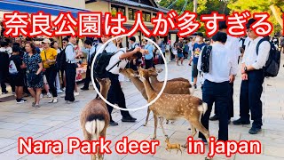 奈良公園は人が多すぎる！ Nara Park deer in japan [upl. by Colleen]