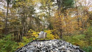 Titmice Nuthatch Chickadee [upl. by Bolten184]