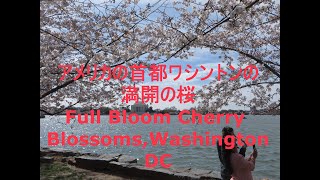 ワシントンDCの満開の桜 Full Bloom Cherry BlossomsWashingtonDC フォスター：懐かしきケンタッキーの我が家Foster：My Old Kentucky Home [upl. by Dulcie]