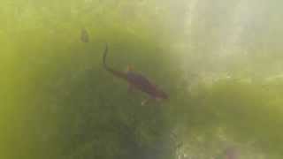 Swimming with Roughskinned Newts Taricha granulosa [upl. by Bhayani239]