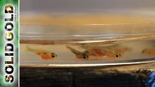 Goldfish Fry at 4 Weeks [upl. by Tarrel]