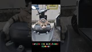 Ive decided to write my resignation afterwork registration funnycat catvideo catlover [upl. by Sewel849]