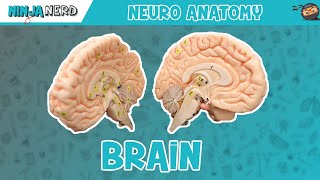 Anatomy of the Brain  Model [upl. by Yrruc207]