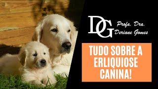 084 Tudo Sobre a Erliquiose Canina [upl. by Joey]