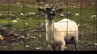 Goat Scream  10 Minutes [upl. by Cathy483]