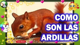 COMO SON LAS ARDILLAS  las ardillas  mascotas [upl. by Asi]