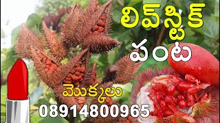 Lipstick seedsfarming annatto bixa orellana plants for sale 08914800965 [upl. by Triplett]