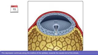 The Process of Gastrulation [upl. by Rayner]