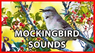 Northern Mockingbird Sounds and Calls  Mimicking Many Birds [upl. by Caasi448]