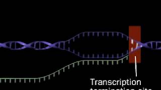 Transcription  RNA synthesis  RNA polymerase [upl. by Pasol]