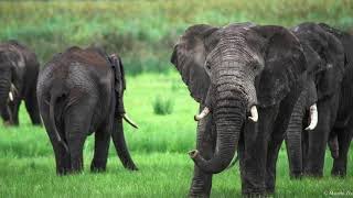 Tanzania Safari  Lake Manyara National Park Gnorongoro Crater and Serengeti [upl. by Hehre]