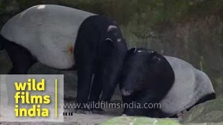 Pair of Tapir  A large herbivorous mammal [upl. by Steffi]