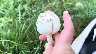 How to recognize young greenspored parasol mushrooms Chlorophyllum molybdites babies [upl. by Lynnett713]