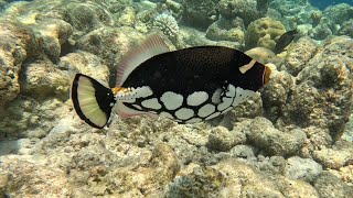 Vilamendhoo Island Resort amp Spa  House Reef Snorkeling [upl. by Nnayd]