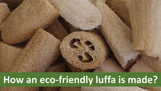 What An Eco Friendly LuffaLoofah Is Made Of [upl. by Anilam]