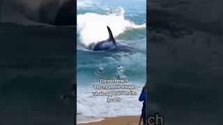 Florida beach The moment a huge whale appears on the beach florida shortvideo [upl. by Eciralc]