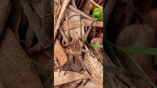 Beware the Brazilian Wandering Spider Lurking in Your Fruit Bowl shorts spidersoftheworld [upl. by Nonnek574]