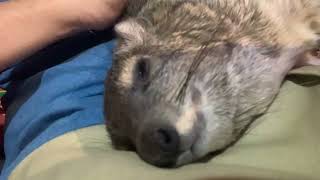 Squiggy Naps  Comfortable Hyrax [upl. by Bricker]