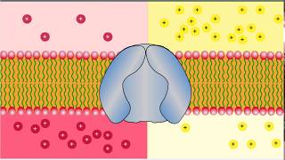 Types of Transport  Uniport Antiport and Symport Glucose and NaK Transporters [upl. by Heyes411]