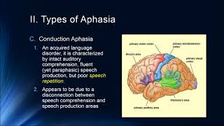 Cognition Lecture 7 4 Brain and Language [upl. by Wilie]