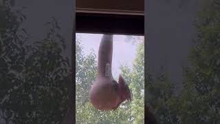 Cardinal bird in gourd bird feeder viral birds nest birdhome nature gourd farming viralvideo [upl. by Hewes]