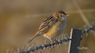 Golden headed Cisticola Cisticola exilis Hd Video clip11 Australian Bird Media [upl. by Eened428]