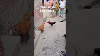 bird ladaku murge desi murge ki fight murge ki ladai ke liye kaise taiyar kiya jata hai [upl. by Rayham]