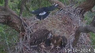 Australian magpie tries to attack on eaglets 🦅  SeaEagleCAM  Oct 16 2024 [upl. by Laverna]