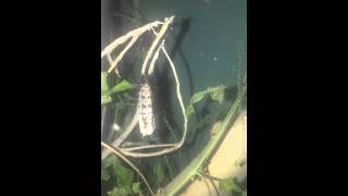 Gulf Fritillary Butterfly Chrysalis formation [upl. by Korff]